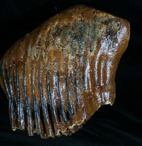 Partial M Mammoth Molar From North Sea #4246